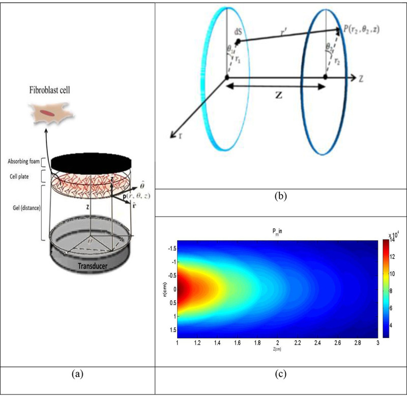 Ultrasound Waves Effect on the Proliferation of Fibroblast Cells: Collagen Type I Expression.
