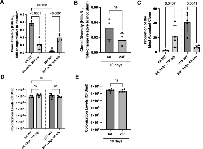 Colonization dynamics of <i>Streptococcus pneumoniae</i> are determined by polymorphisms in the BlpAB transporter.