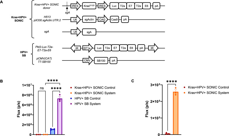 Generation of a spontaneous murine HPV + oral cancer model with site-specific oncogene insertion using CRISPR-SONIC.
