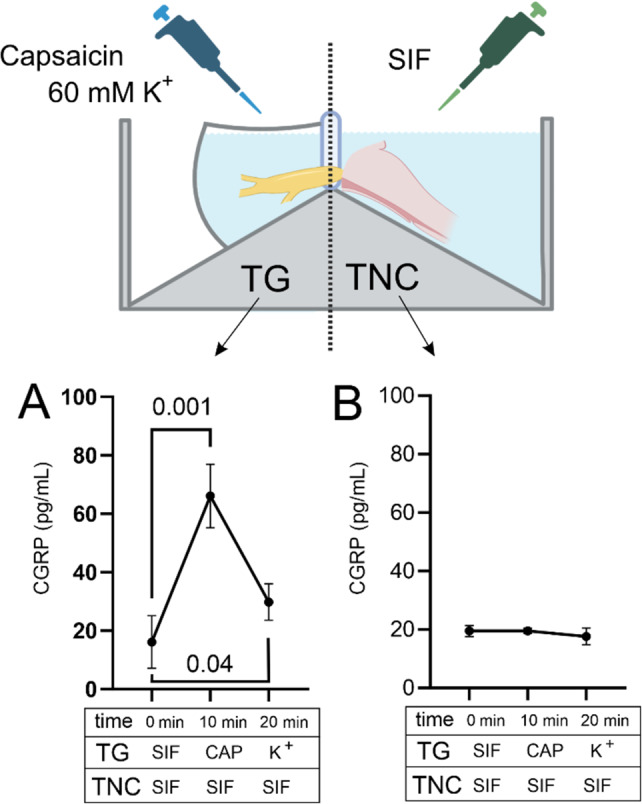 Ex vivo stimulation of the trigeminal nucleus caudalis induces peripheral CGRP release in the trigeminal ganglion and reveals a distinct dopamine-endocannabinoid mechanism relevant to migraine.