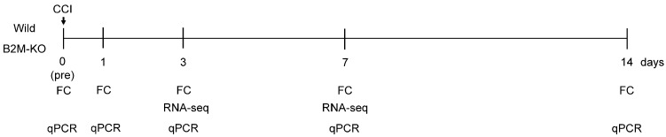 β2-Microglobulin Regulates Extracellular Matrix Dynamics During Peripheral Nerve Injury.