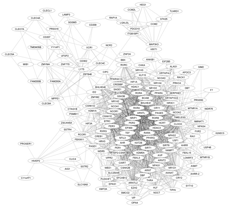 Evaluation of the Circadian Rhythm Component Cipc (Clock-Interacting Pacemaker) in Leukemogenesis: A Literature Review and Bioinformatics Approach.