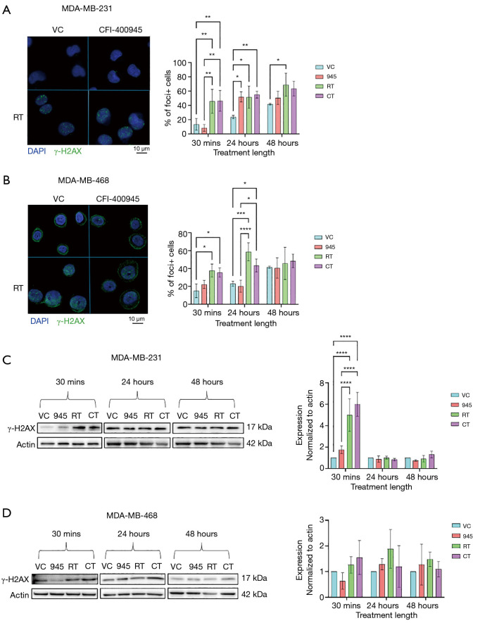 Investigation of effects of CFI-400945 and ionizing radiation on DNA damage response in triple-negative breast cancer.
