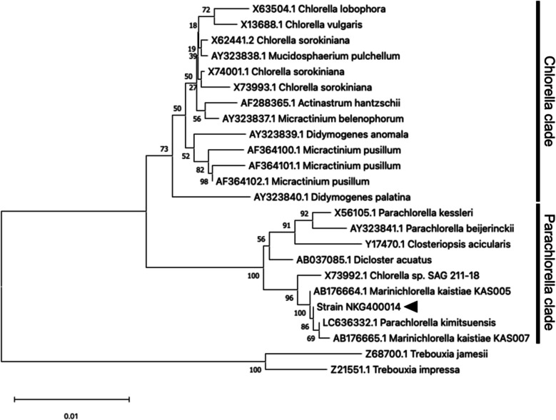 Genetic Transformation of the Marine Oleaginous Microalga, Marinichlorella sp. NKG400014.