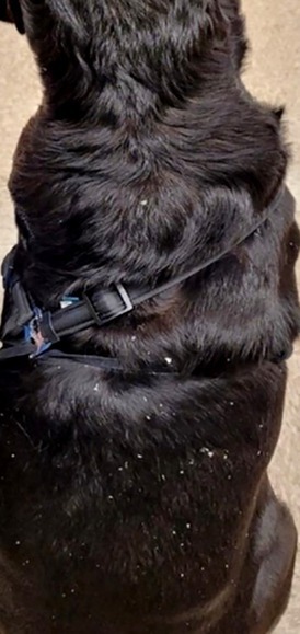 Intragenic PNPLA1 duplication in Labrador retrievers with nonepidermolytic ichthyosis.