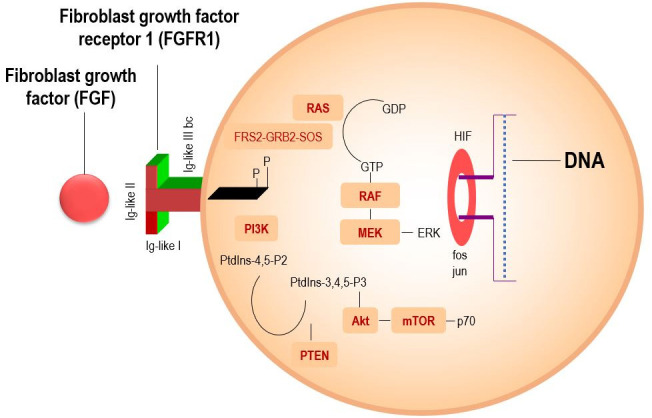 Future perspectives: targeting fibroblast growth factor receptor 1 to enhance the efficacy of immunotherapy.