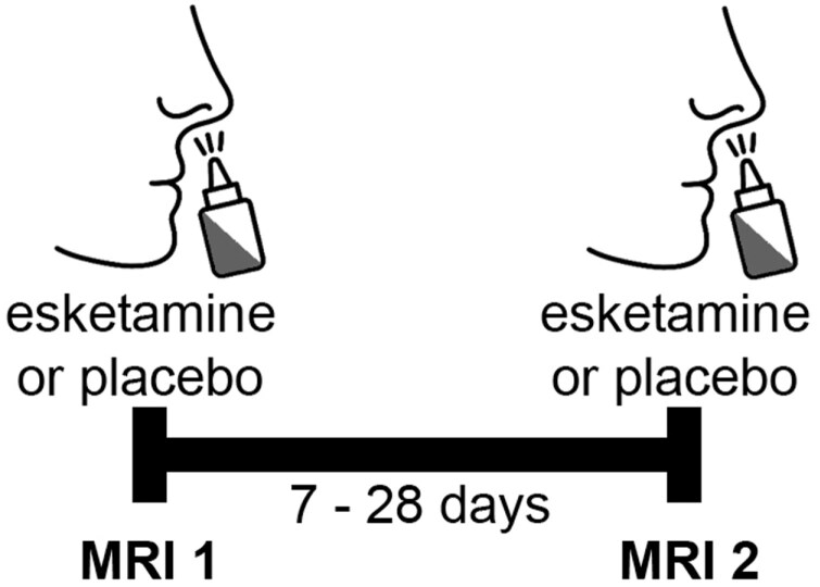 Acute effects of intranasal esketamine application on thalamic structures in healthy individuals.