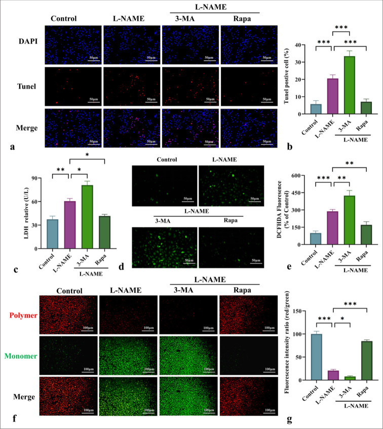 Mitochondrial autophagy inhibits nucleotide-binding oligomerization domain-like receptor protein 3-mediated pyroptosis and alleviates endothelial cell injury in pregnancy-induced hypertension.