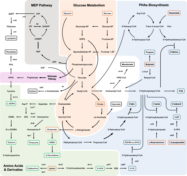 Establishing Halomonas as a chassis for industrial biotechnology: advances in synthetic biology tool development and metabolic engineering strategies.