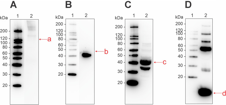 Tissue-based skin prick test extracts from Atlantic salmon containing occupationally relevant allergens.