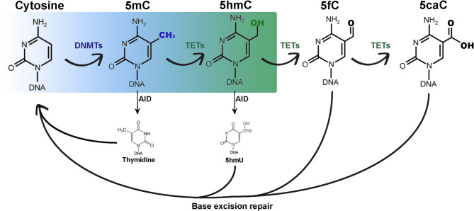 DNA methylation mechanisms in the maturing and ageing oocyte.