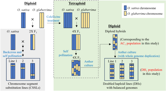 Fertile interspecific diploid hybrids between the Asian and African rice species facilitated by tetraploidization and its reduction.