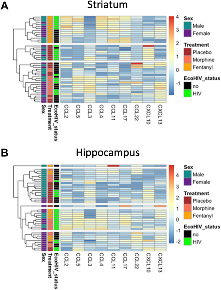 Differential effects of fentanyl compared to morphine on neuroinflammatory signaling in the brain in EcoHIV-infected mice.