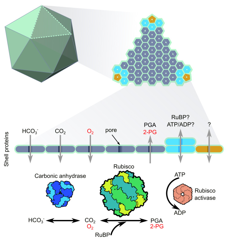 Understanding carboxysomes to enhance carbon fixation in crops.
