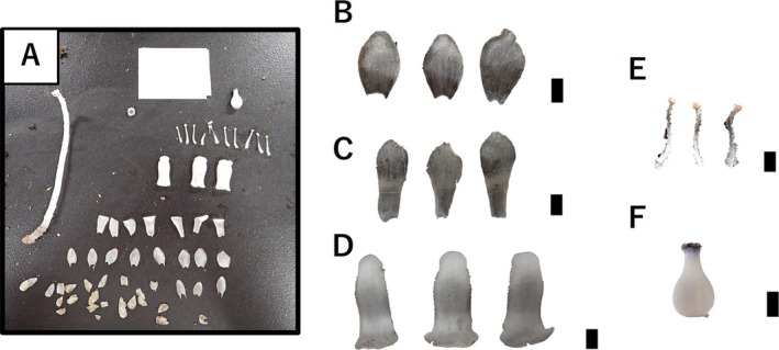 Why Does Non-Photosynthetic <i>Monotropastrum humile</i> (Ericaceae) Have Scale Leaves?