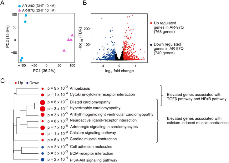 Label-free morphology-based phenotypic analysis of spinal and bulbar muscular atrophy muscle cell models.