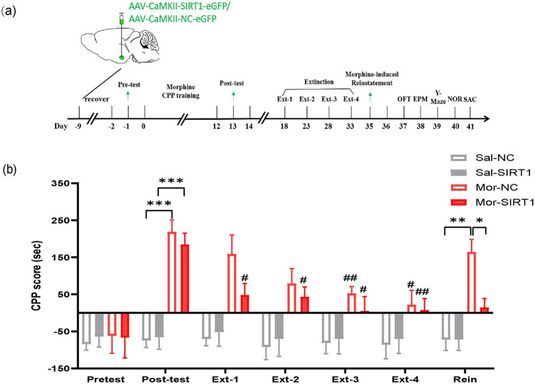 Knockdown and overexpression of basolateral amygdala SIRT1 via AAV bidirectionally alter morphine-induced conditioned place preference extinction in mice.