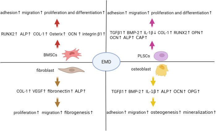 Research progress of enamel matrix derivative on periodontal tissue regeneration: a narrative review.