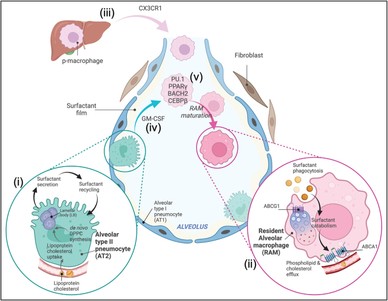 Alveolar macrophages: guardians of the alveolar lipid galaxy.