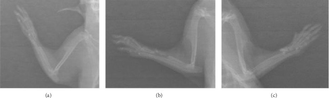 Evaluation of Radius Fracture Repair With Critical-Sized Bone Defects Using Polypropylene Surgical Mesh in Rats.