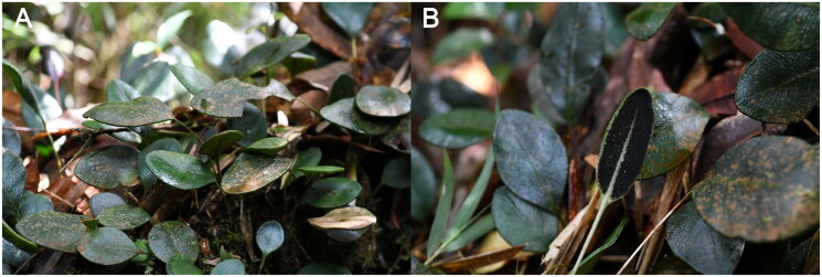 The complete chloroplast genome of <i>Elaphoglossum sinii</i> (Dryopteridaceae), an endemic fern from China.