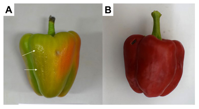 Sweet Pepper cv. Lai Lai Ripeness Stage Influences Susceptibility to Mycotoxinogenic Alternaria alternata Causing Black Mold.