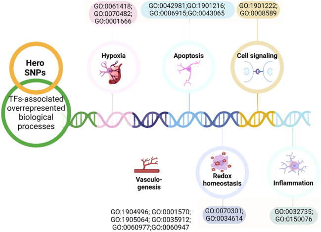 Bioinformatic analysis of the regulatory potential of tagging SNPs provides evidence of the involvement of genes encoding the heat-resistant obscure (Hero) proteins in the pathogenesis of cardiovascular diseases.