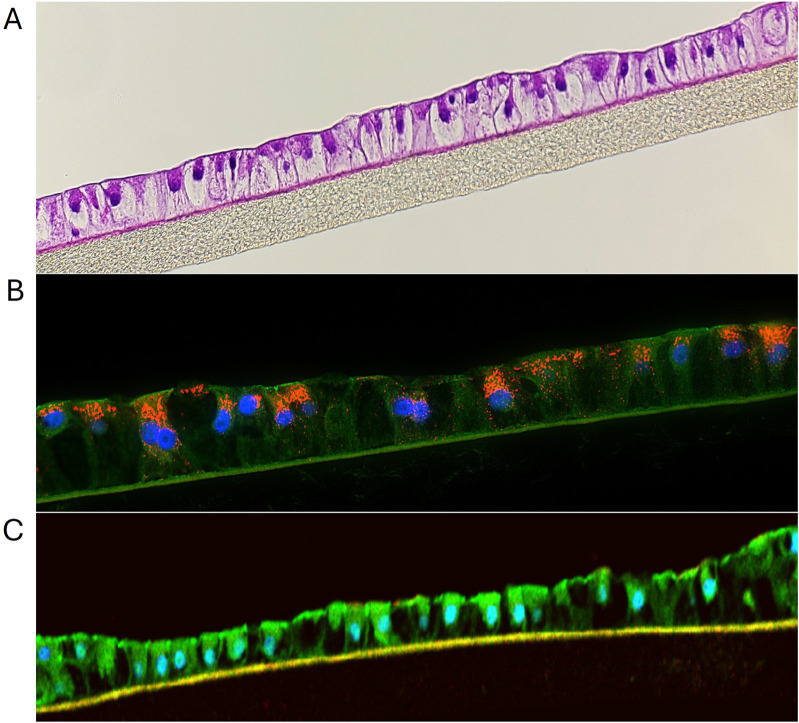 Bioengineering of novel organotypic 3D human liver tissue model for drug-induced liver injury and toxicity studies.