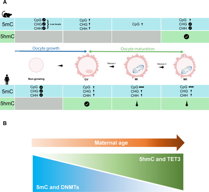 DNA methylation mechanisms in the maturing and ageing oocyte.