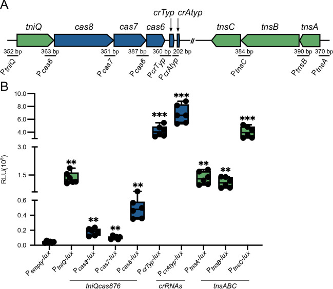 Insights on the regulation and function of the CRISPR/Cas transposition system located in the pathogenicity island VpaI-7 from <i>Vibrio parahaemolyticus</i> RIMD2210633.