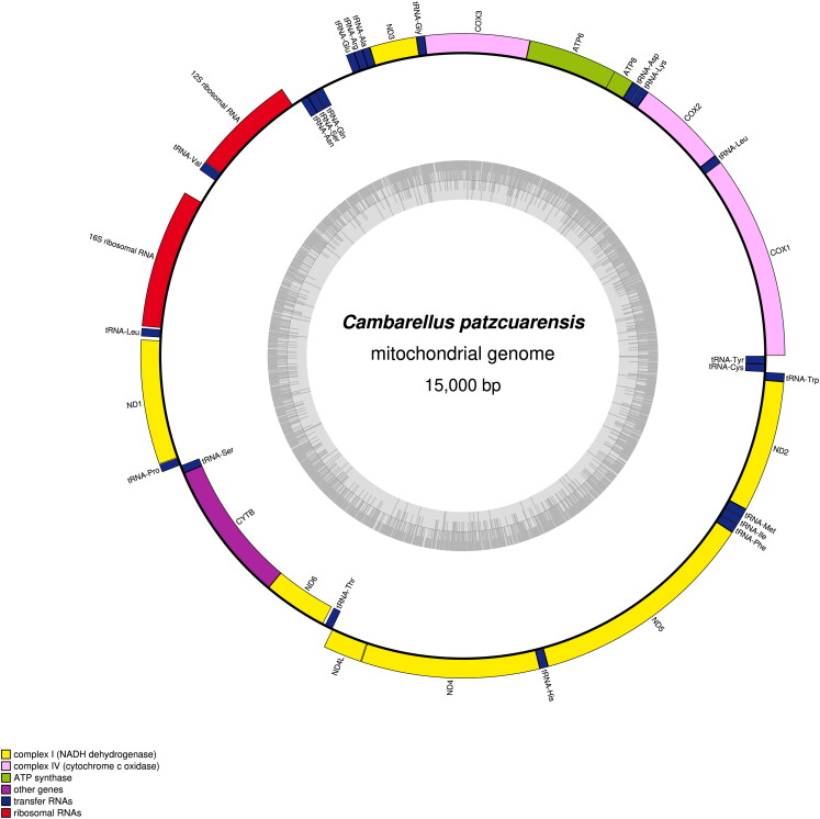 The coding mitochondrial genome of crayfish <i>Cambarellus patzcuarensis</i> (Cambaridae, Decapoda) with phylogenetic analysis.