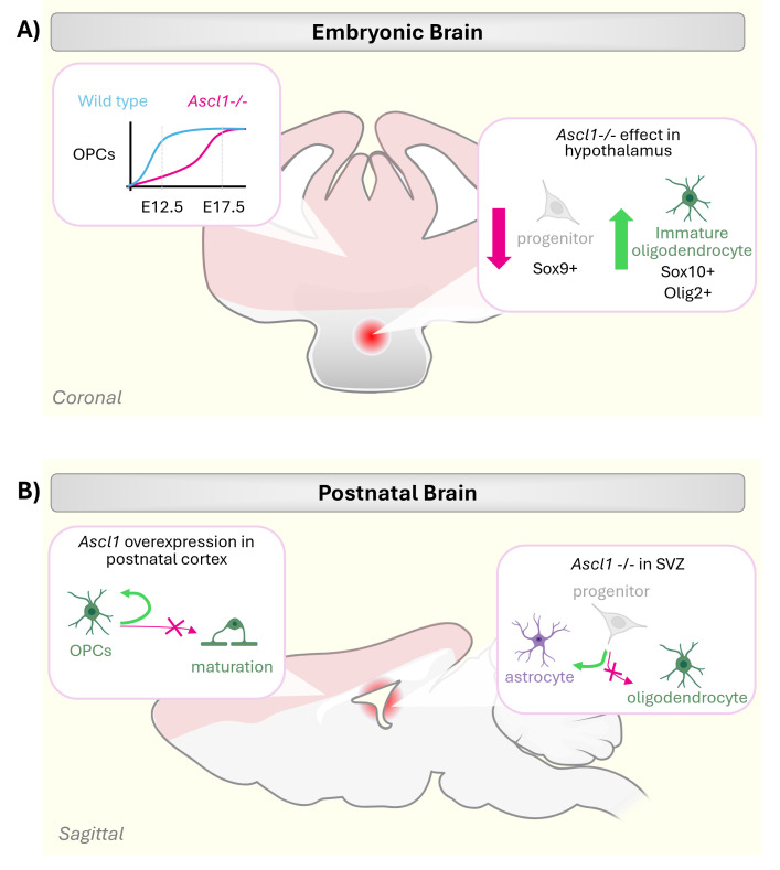 Cell fate acquisition and reprogramming by the proneural transcription factor ASCL1.