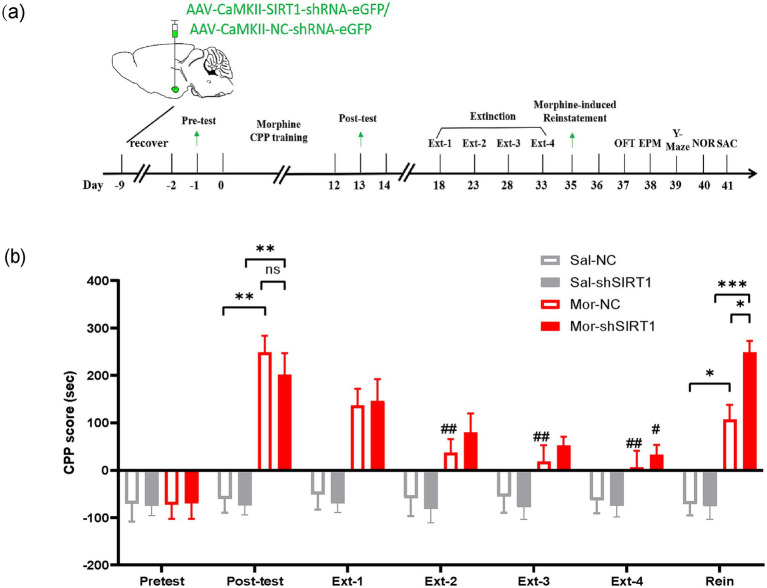 Knockdown and overexpression of basolateral amygdala SIRT1 via AAV bidirectionally alter morphine-induced conditioned place preference extinction in mice.