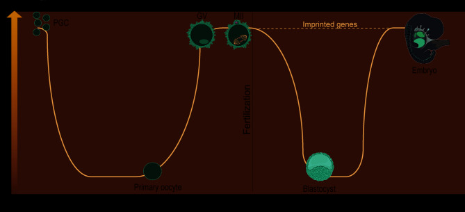 DNA methylation mechanisms in the maturing and ageing oocyte.