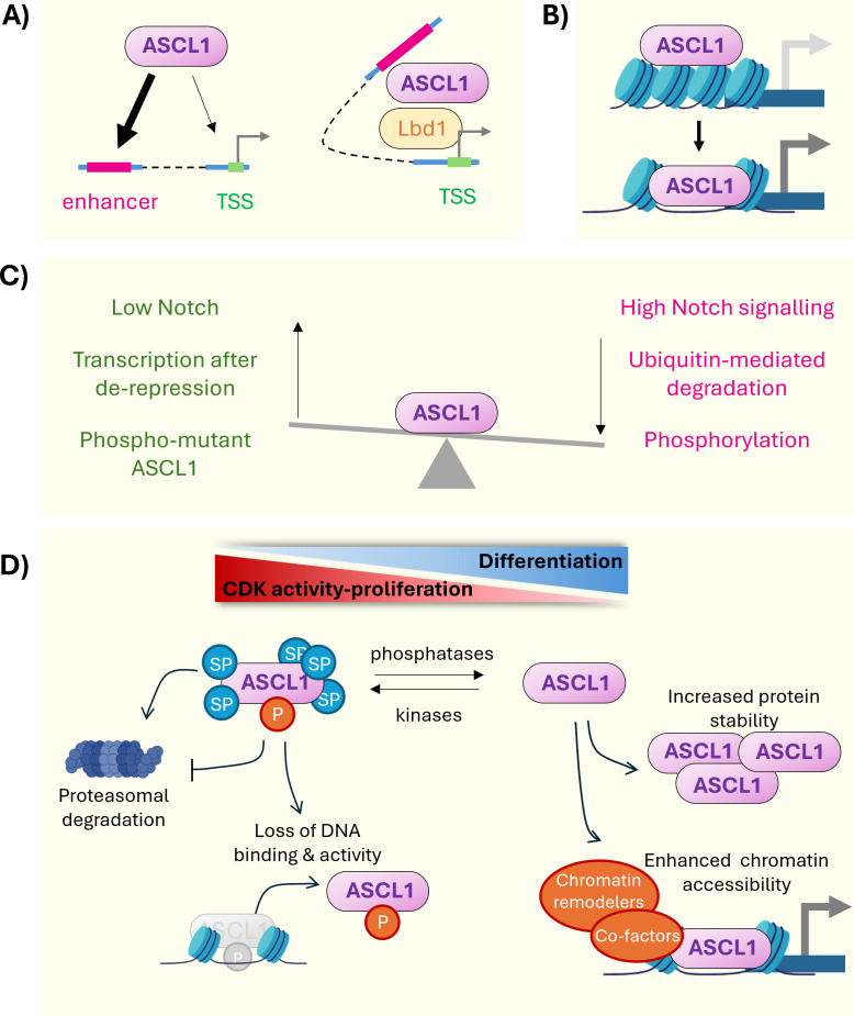 Cell fate acquisition and reprogramming by the proneural transcription factor ASCL1.