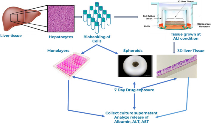 Bioengineering of novel organotypic 3D human liver tissue model for drug-induced liver injury and toxicity studies.