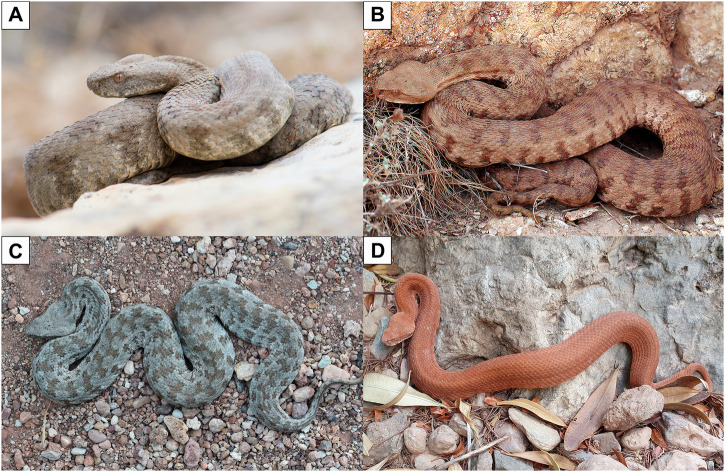 The biology and toxinology of blunt-nosed vipers.