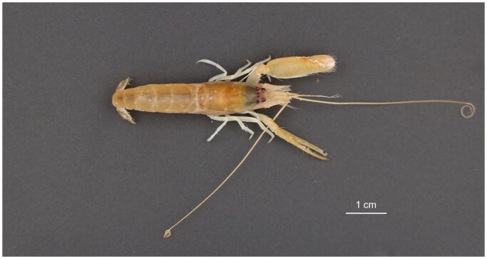 The complete mitochondrial genome of the snapping shrimp, <i>Alpheus brevicristatus</i> De Haan, 1844 (Crustacea, Decapoda, Alpheidae).