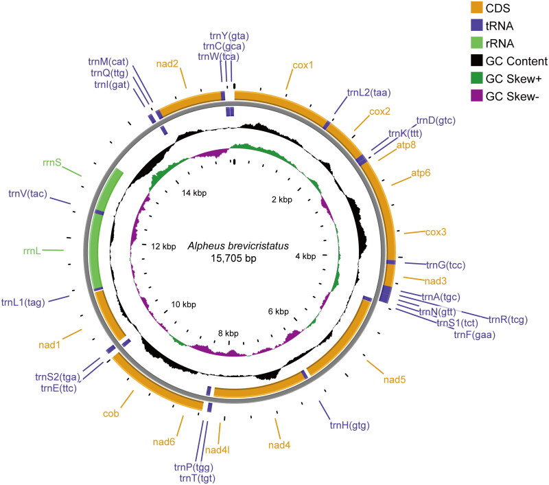 The complete mitochondrial genome of the snapping shrimp, <i>Alpheus brevicristatus</i> De Haan, 1844 (Crustacea, Decapoda, Alpheidae).