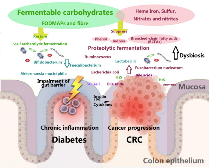 Dietary Manipulation on Gut Microbiome in Patients with Diabetes and Colorectal cancer.