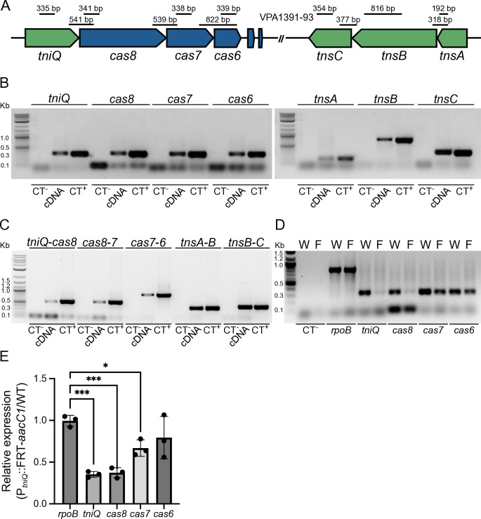 Insights on the regulation and function of the CRISPR/Cas transposition system located in the pathogenicity island VpaI-7 from <i>Vibrio parahaemolyticus</i> RIMD2210633.