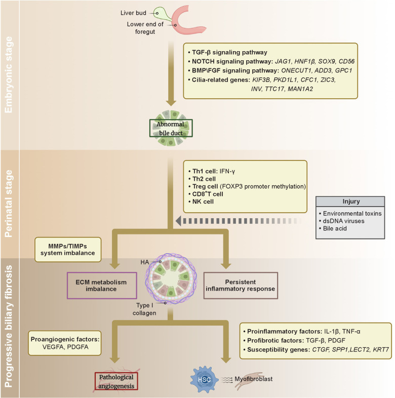 Genetic background and biliary atresia.