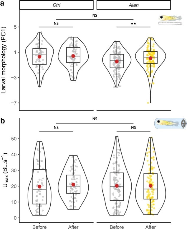 Artificial light at night during early development directly affects embryonic but not larval quality in a wild coral reef fish.
