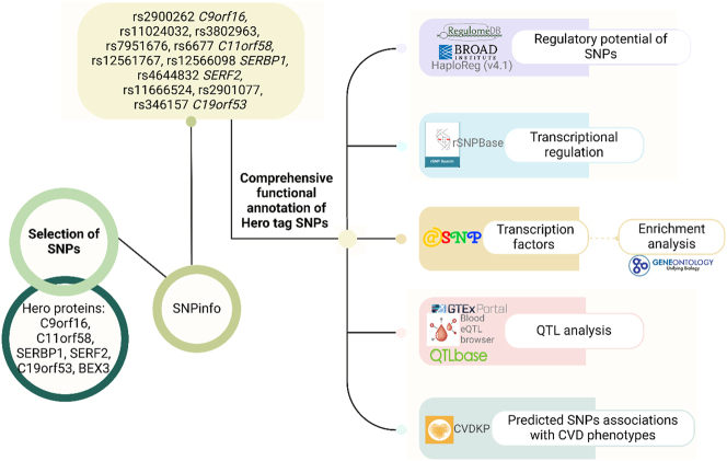 Bioinformatic analysis of the regulatory potential of tagging SNPs provides evidence of the involvement of genes encoding the heat-resistant obscure (Hero) proteins in the pathogenesis of cardiovascular diseases.