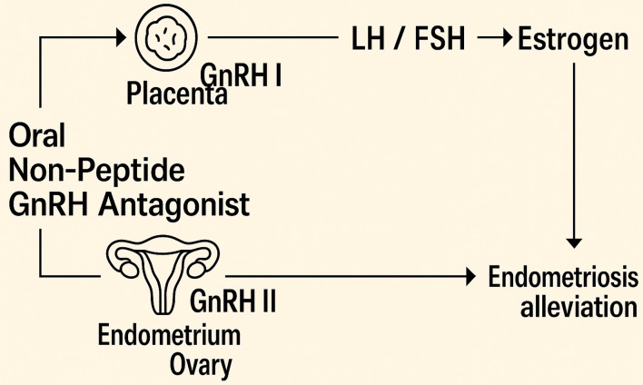 Oral Gonadotropin-Releasing Hormone Antagonists in the Treatment of Endometriosis: Advances in Research.