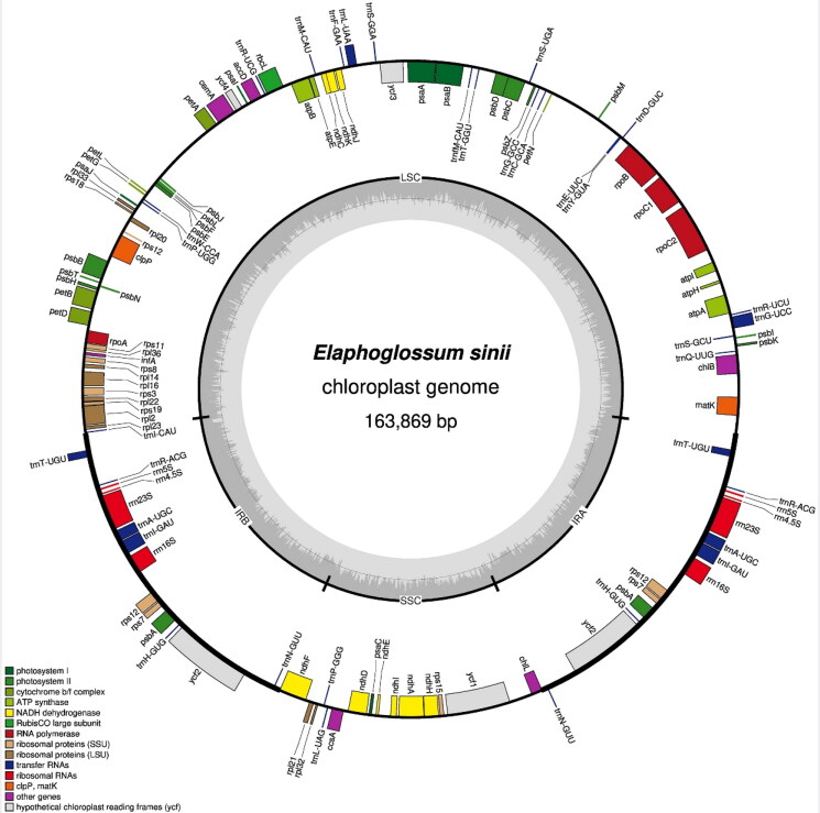 The complete chloroplast genome of <i>Elaphoglossum sinii</i> (Dryopteridaceae), an endemic fern from China.