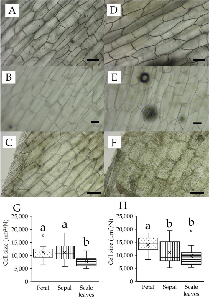 Why Does Non-Photosynthetic <i>Monotropastrum humile</i> (Ericaceae) Have Scale Leaves?