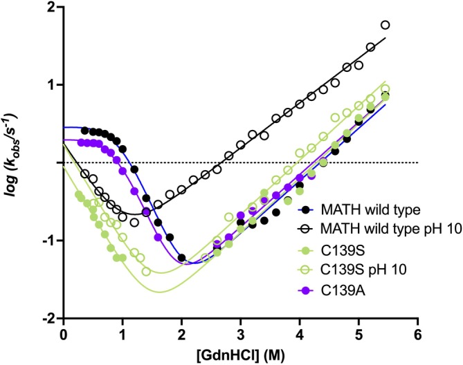 A single buried cysteine acts as a hydrophobic stabilizer of a folding intermediate and transition state in the MATH domain of SPOP.