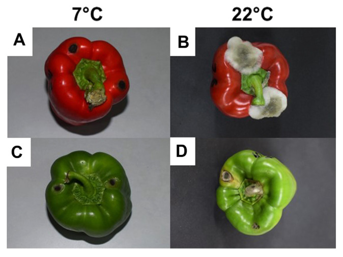 Sweet Pepper cv. Lai Lai Ripeness Stage Influences Susceptibility to Mycotoxinogenic Alternaria alternata Causing Black Mold.
