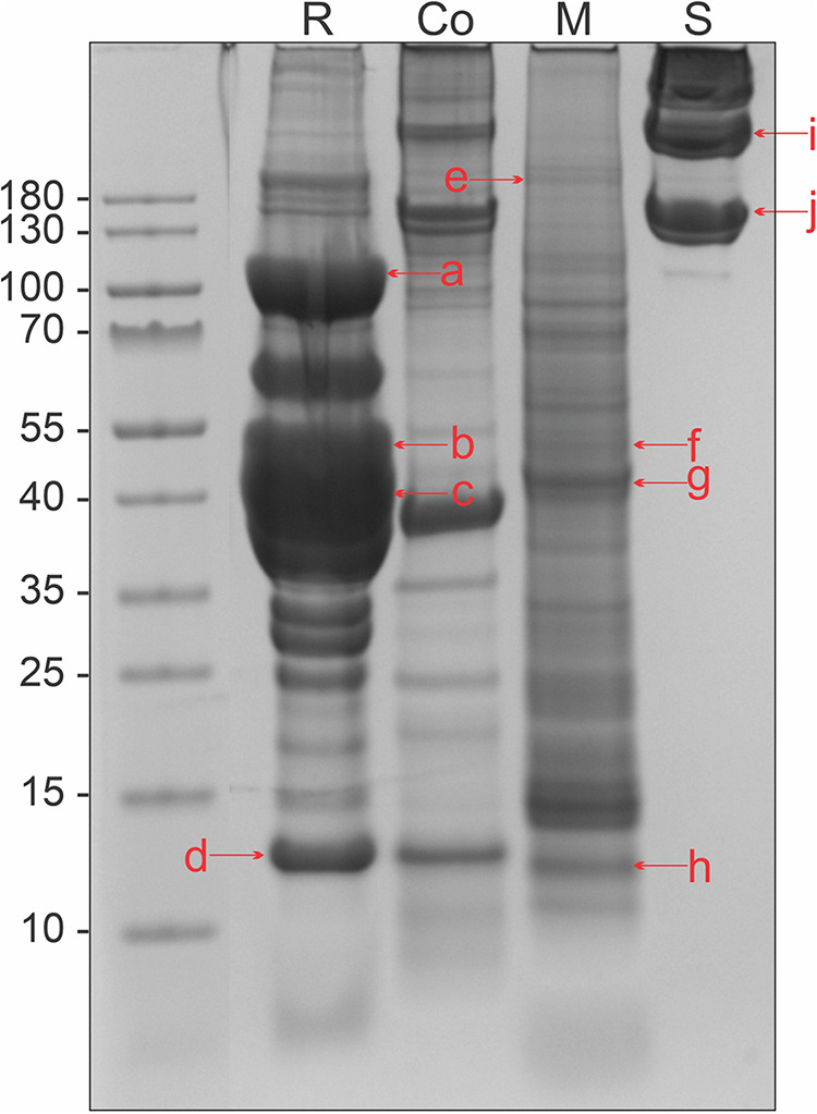 Tissue-based skin prick test extracts from Atlantic salmon containing occupationally relevant allergens.